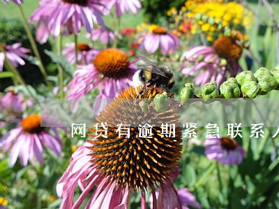 网贷有逾期紧急联系人有影响吗 网贷有逾期紧急联系人有影响吗