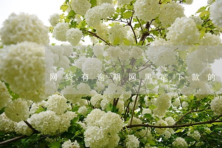 网贷有逾期网黑能下款的口子 网贷有逾期网黑能下款的口子