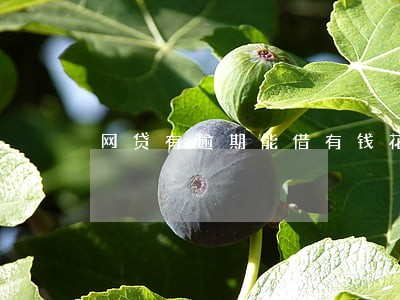 网贷有逾期能借有钱花 网贷有逾期能借有钱花