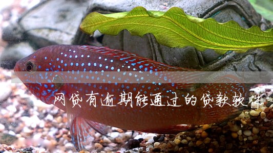 网贷有逾期能通过的贷款软件 网贷有逾期能通过的贷款软件