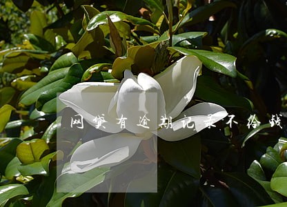 网贷有逾期记录不给钱 网贷有逾期记录不给钱