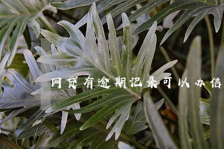 网贷有逾期记录可以办信用卡吗 网贷有逾期记录可以办信用卡吗