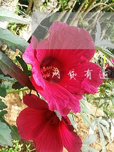 网贷有逾期记录可以办储蓄卡吗 网贷有逾期记录可以办储蓄卡吗
