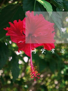 网贷有逾期贷款买车有没有影响