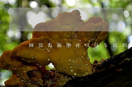 网贷有逾期还可以车贷吗