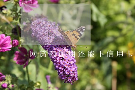 网贷有逾期还能下信用卡吗 网贷有逾期还能下信用卡吗