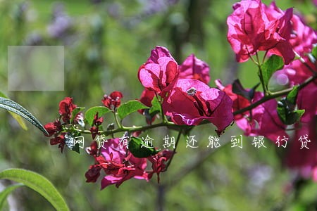 网贷有逾期还能到银行贷款吗 网贷有逾期还能到银行贷款吗