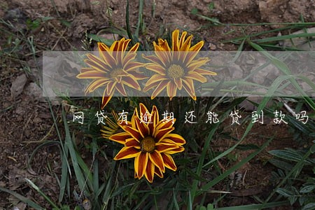网贷有逾期还能贷到款吗 网贷有逾期还能贷到款吗