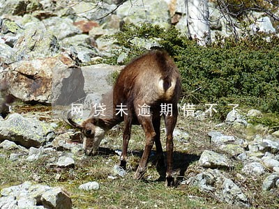 网贷未逾期借不了 网贷未逾期借不了