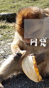 网贷未逾期影响办信用卡吗 网贷未逾期影响办信用卡吗