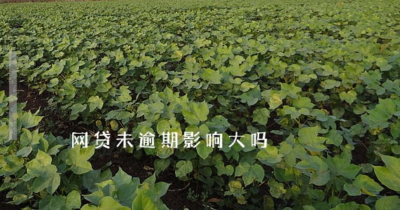 网贷未逾期影响大吗 网贷未逾期影响大吗