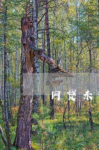 网贷未逾期影响车贷 网贷未逾期影响车贷