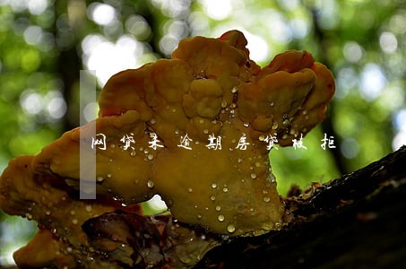 网贷未逾期房贷被拒 网贷未逾期房贷被拒