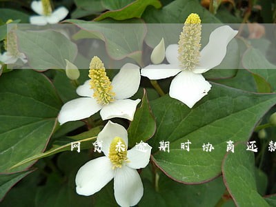 网贷未逾期时协商还款算逾期吗 网贷未逾期时协商还款算逾期吗
