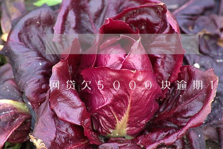 网贷欠5000块逾期10天 网贷欠5000块逾期10天