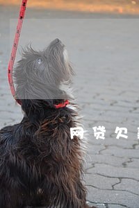 网贷欠款逾期怎么协调