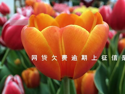 网贷欠费逾期上征信是真的吗 网贷欠费逾期上征信是真的吗