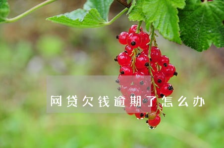 网贷欠钱逾期了怎么办