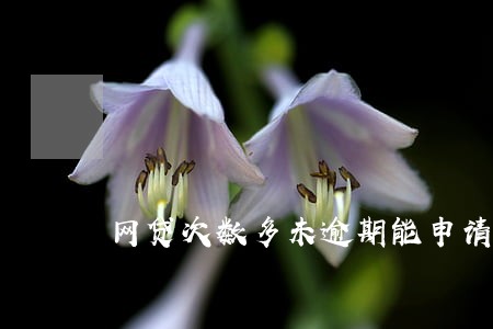 网贷次数多未逾期能申请房贷吗 网贷次数多未逾期能申请房贷吗