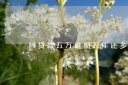 网贷款五万逾期五年还多少 网贷款五万逾期五年还多少
