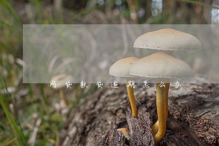 网贷款贷逾期怎么办
