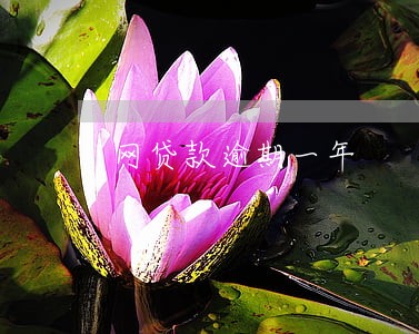 网贷款逾期一年 网贷款逾期一年