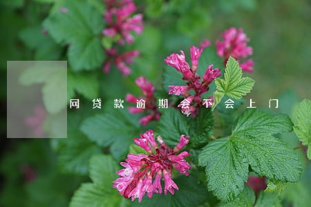 网贷款逾期会不会上门 网贷款逾期会不会上门