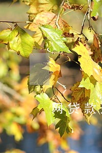 网贷款逾期催收方式 网贷款逾期催收方式