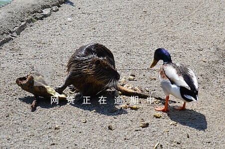 网贷正在逾期中 网贷正在逾期中