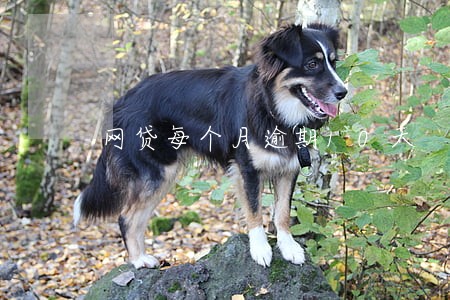 网贷每个月逾期10天 网贷每个月逾期10天