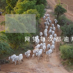 网贷每次都逾期几天