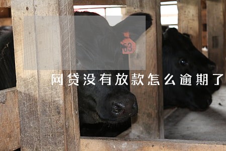 网贷没有放款怎么逾期了 网贷没有放款怎么逾期了
