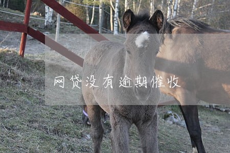 网贷没有逾期催收