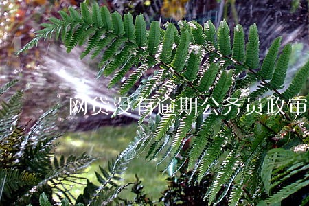 网贷没有逾期公务员政审 网贷没有逾期公务员政审