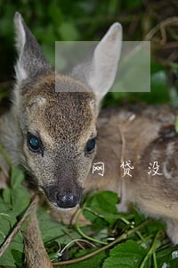 网贷没有逾期却借不了钱 网贷没有逾期却借不了钱