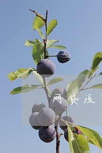 网贷没有逾期对房抵贷有影响吗 网贷没有逾期对房抵贷有影响吗