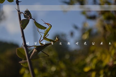网贷没有逾期对老公买车有影响吗 网贷没有逾期对老公买车有影响吗
