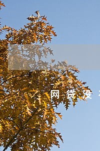 网贷没有逾期影响什么吗 网贷没有逾期影响什么吗