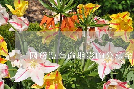 网贷没有逾期影响公积金贷款 网贷没有逾期影响公积金贷款