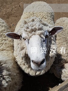 网贷没有逾期断贷 网贷没有逾期断贷