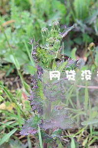 网贷没有逾期能申请房贷吗 网贷没有逾期能申请房贷吗