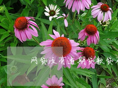网贷没有逾期贷款贷不出来 网贷没有逾期贷款贷不出来