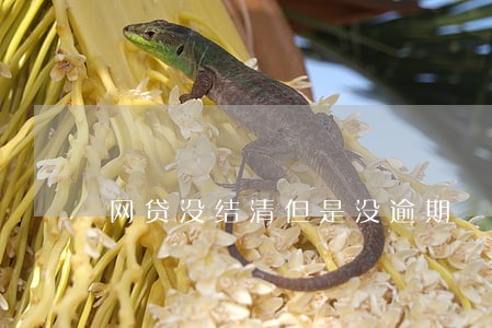 网贷没结清但是没逾期 网贷没结清但是没逾期