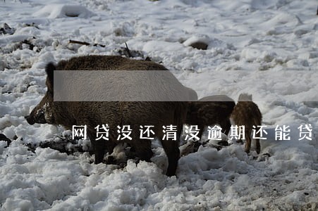 网贷没还清没逾期还能贷吗 网贷没还清没逾期还能贷吗