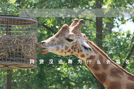 网贷没逾期为什么会黑名单 网贷没逾期为什么会黑名单