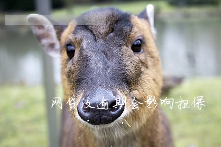 网贷没逾期会影响担保