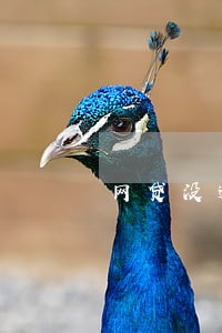 网贷没逾期会打电话到单位吗 网贷没逾期会打电话到单位吗