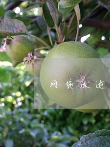 网贷没逾期却收到催款电话 网贷没逾期却收到催款电话