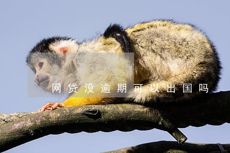 网贷没逾期可以出国吗 网贷没逾期可以出国吗