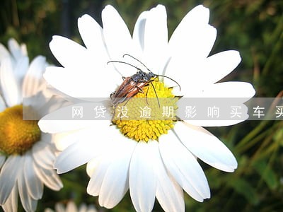 网贷没逾期影响买车买房吗 网贷没逾期影响买车买房吗